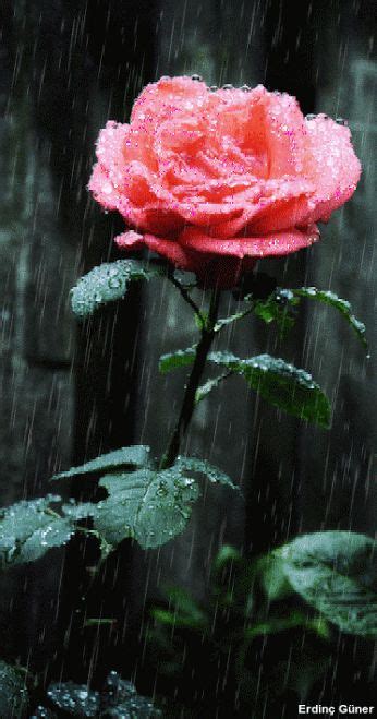 gif rosas cayendo lluvia
