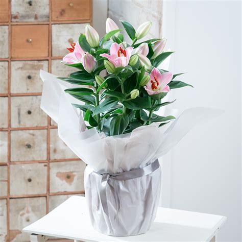 Gift Wrapped Pink Lily Plant   Indoor Plants   By Plant ...