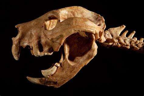 Gigantes extintos: megafauna australiana