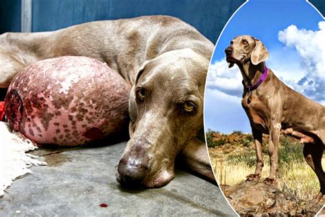 Gilbert,  el perro abandonado con un inmenso tumor de más ...