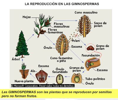 GIMNOSPERMAS: Semilla desnuda   BIOCIENCIASDESAMUEL