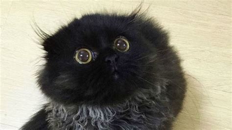 Gimo, el gato con los ojos más grandes y bonitos del mundo ...