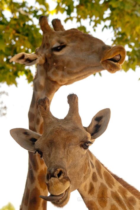 Girafa  Giraffa Camelopardalis  | Jardim Zoológico de Lisboa