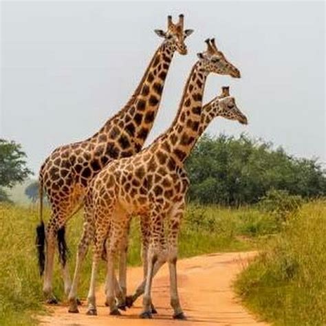 Giraffas BRAZIL   YouTube