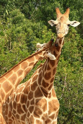 Giraffas | Giraffas @ Taronga Zoo, Sydney | Natalie | Flickr