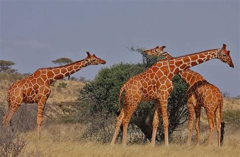 Giraffas! | Giraffe, Pet birds, Animals