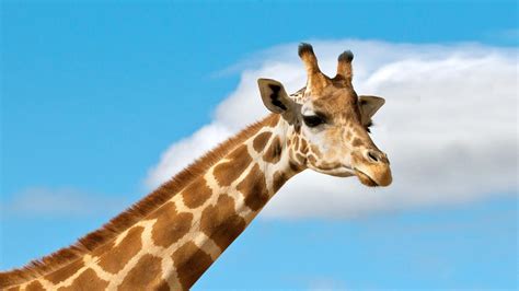 Giraffe Adaptations