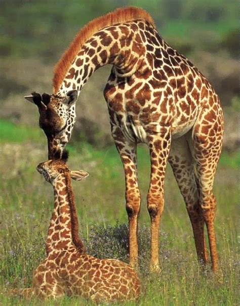 Giraffe Animal | Latest Facts & Pictures | All Wildlife ...