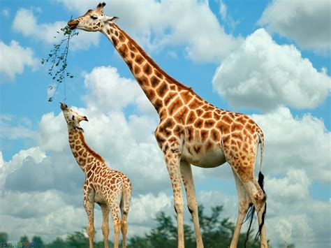Giraffe   Animals Photos