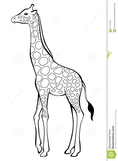 Giraffe Black White Illustration Stock Vector   Image ...