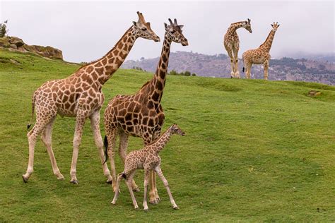 Giraffe Cam | San Diego Zoo Safari Park