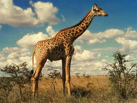 Giraffe Descprition And Facts