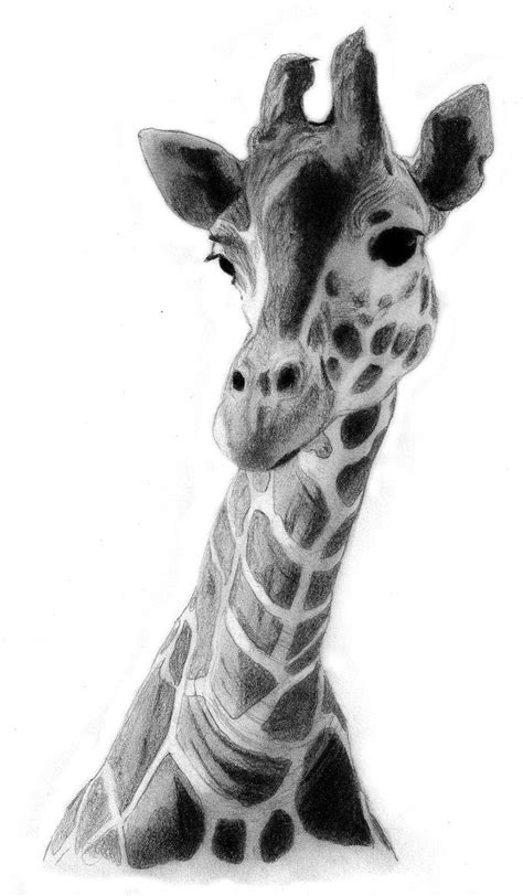 Giraffe | Dibujo de jirafa, Animales dibujados a lapiz ...