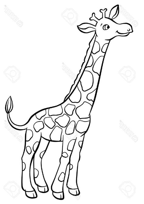 Giraffe Drawing Pictures Cute Giraffe Drawing Very Easy ...