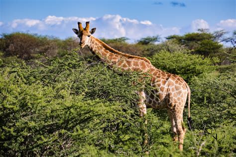 Giraffe Foto & Bild | africa, southern africa, namibia ...