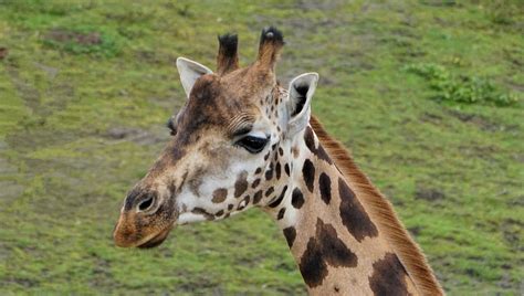 Giraffe Foto & Bild | fun, zoom, zoo Bilder auf fotocommunity