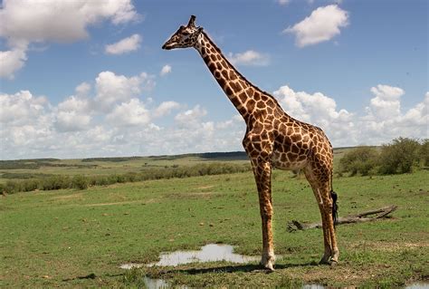 Giraffe Foto & Bild | kenia, masai mara 4, natur, afrika ...