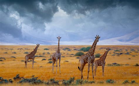Giraffe HD Wallpapers Free Download