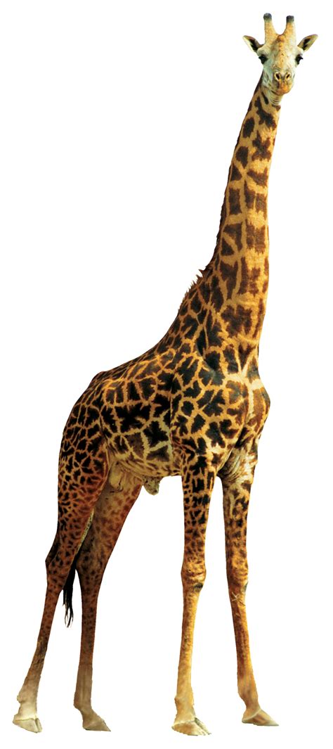 Giraffe PNG Image   PurePNG | Free transparent CC0 PNG ...