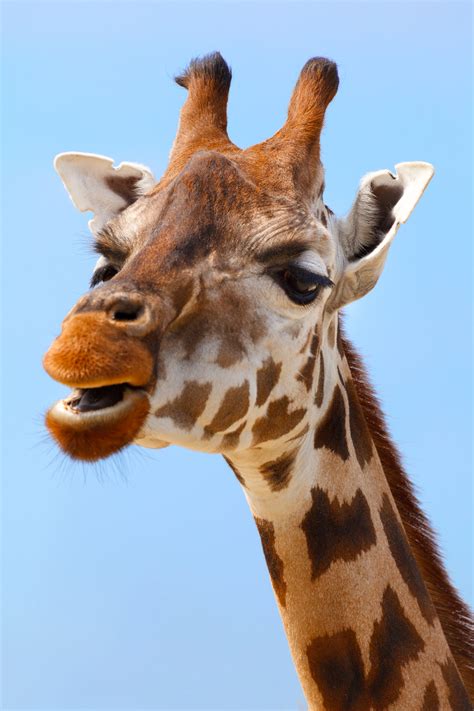 Giraffe Portrait Free Stock Photo   Public Domain Pictures