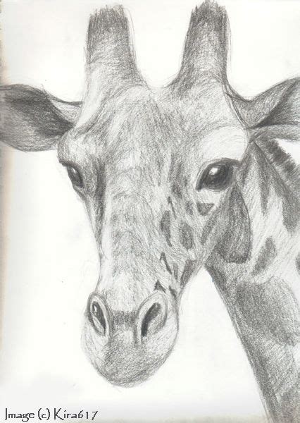 giraffe | Realistic drawings, Giraffe drawing, Realistic ...