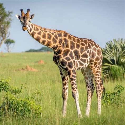 #giraffe #rothschildgiraffe #murchisonfallsnationalpark # ...