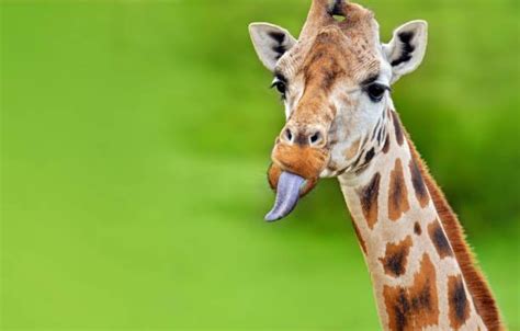 Giraffe Stock Pictures, Royalty free Photos & Images   Getty Images in ...