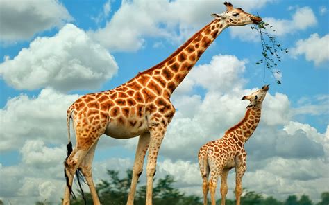 Giraffe Wallpapers ~ Free HD Desktop Wallpapers Download