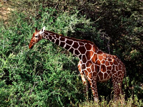 Giraffe | Wild Animal ~ Wild Life