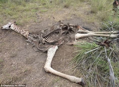 Giraffes butchered for bushmeat and sold in pictures from Africa ...