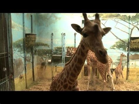 Giraffes hold the fort in Paris zoo construction site ...