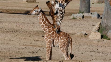 Giraffophiles rejoice: San Diego Zoo now offers Giraffe ...