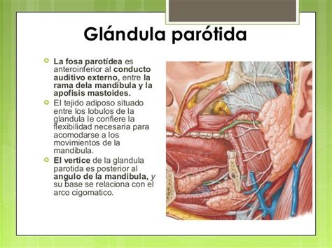 Glandula parotida 5 1