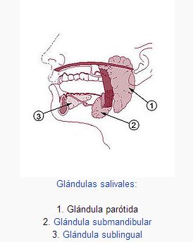 Glándula Parótida   Glándula Parótida
