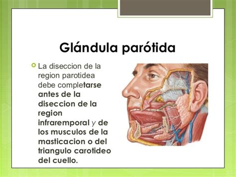 Glandula Parotida   SEONegativo.com