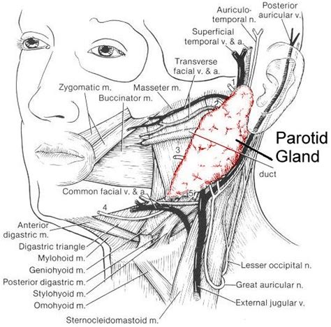 Glándula parótida y sus relaciones anatómicas | Parotid gland, Anatomy ...