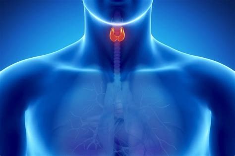 Glándula tiroides, en nuestro país 2 millones de personas ...