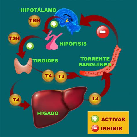 Glándula Tiroides y las hormonas tiroideas   A Tope De Vida