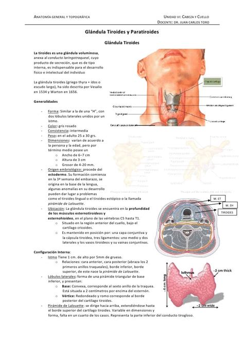 Glandula tiroides y paratiroides