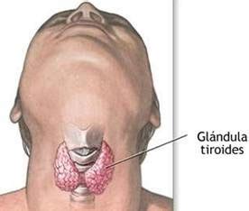 GLANDULAS ENDOCRINAS Y SU FUNCIONAMIENTO: Glándula tiroides