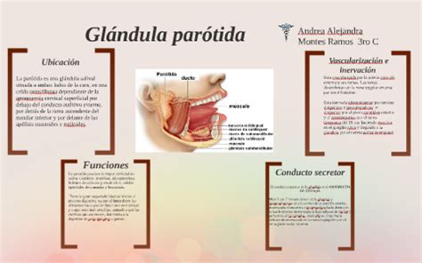 Glandulas parotidas by Andrea Montes