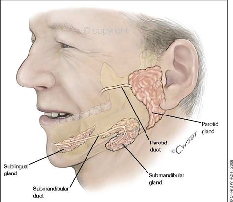Glándulas salivales | Anatomía médica, Anatomía, Glándula salival