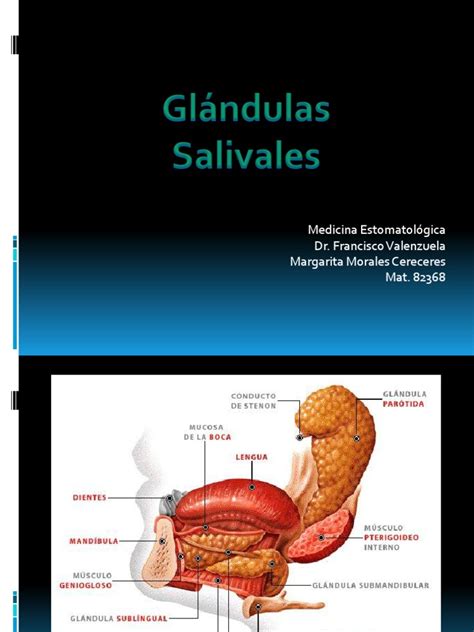 glandulas salivales | Ciencias de la Salud | Bienestar