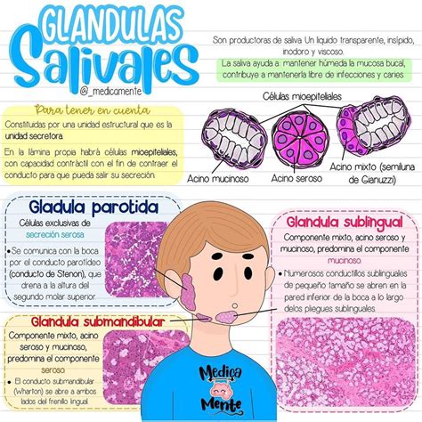 Glándulas salivales | Cosas de enfermeria, Anatomia y fisiologia humana ...