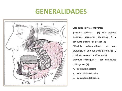 Glándulas salivales embriología, anatomía y fisiología
