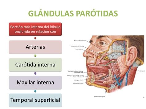 Glándulas salivales embriología, anatomía y fisiología