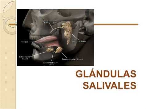 Glandulas salivales final