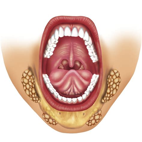 Glándulas salivales: funciones, tipos, enfermedades
