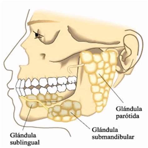 ¿Glándulas salivales inflamadas? Síntomas y tratamientos