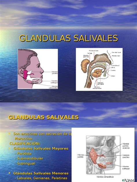 Glandulas Salivales